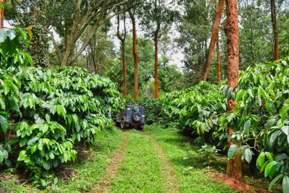 Lawn & Plantation Views