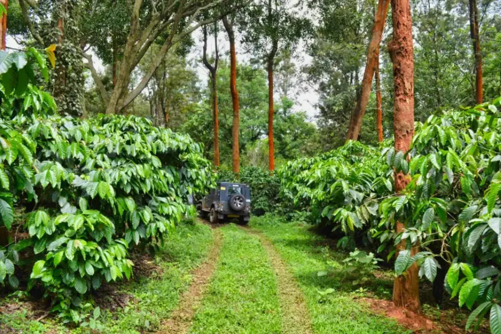 Lawn & Plantation Views