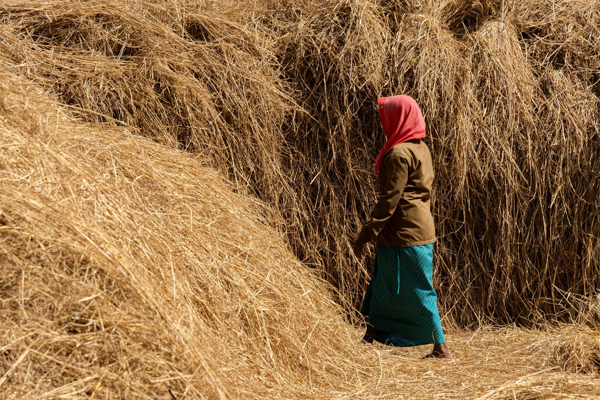 Coorg Paddy Harvest