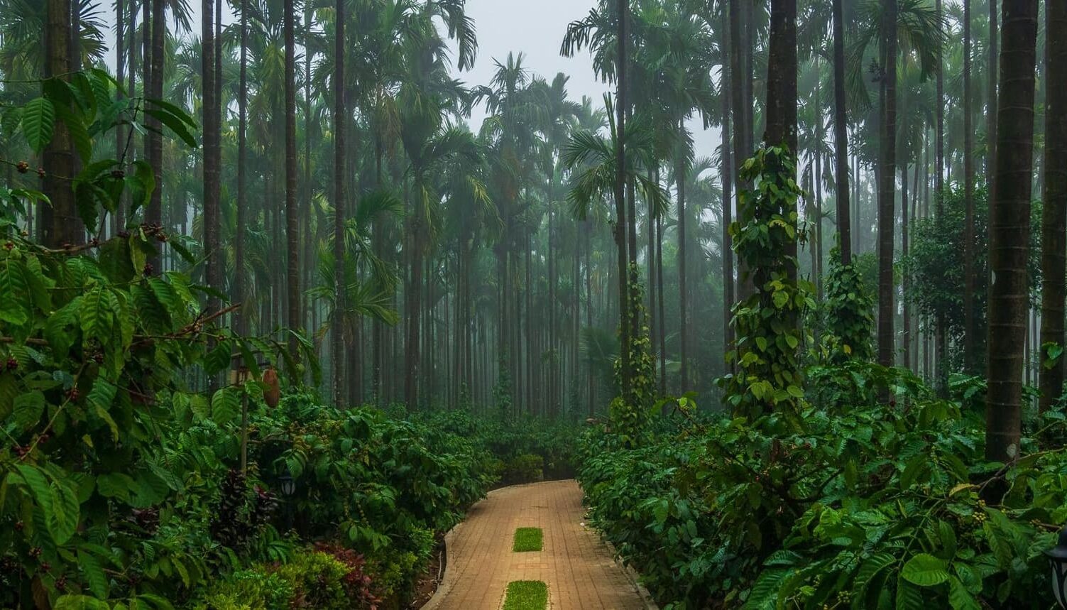 Virajpet coffee estate