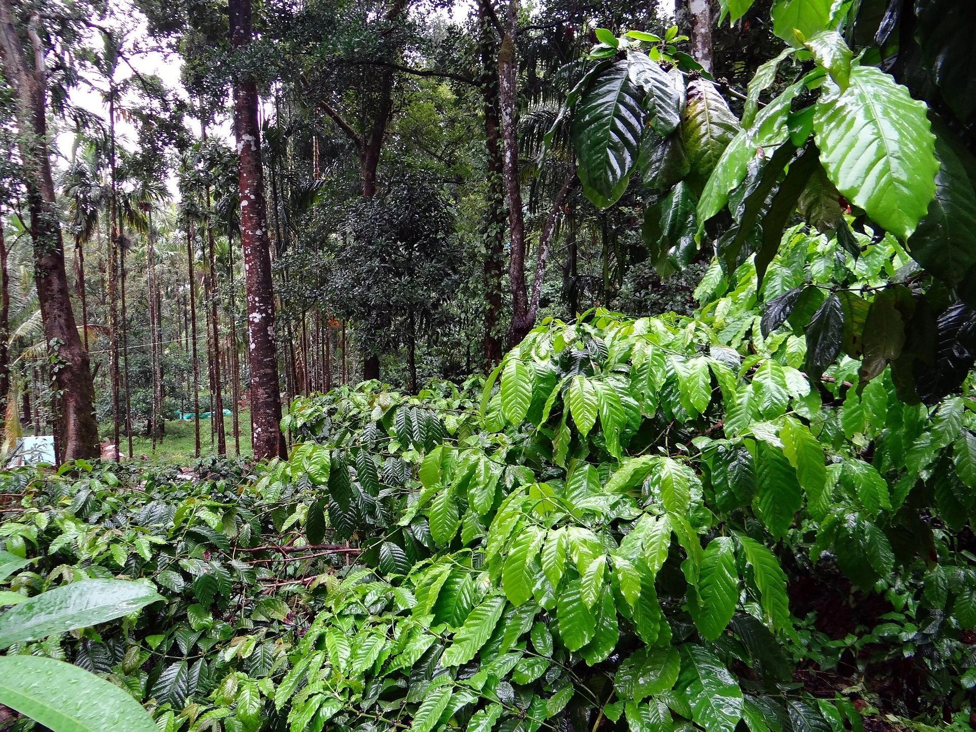 Monsoon in Coorg